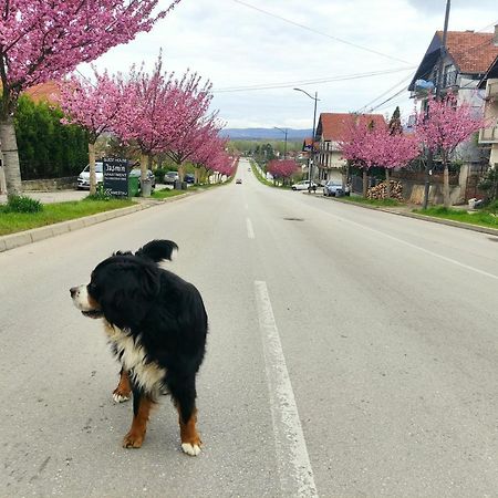 Pansion Velickovic Daire Niska Banja Dış mekan fotoğraf