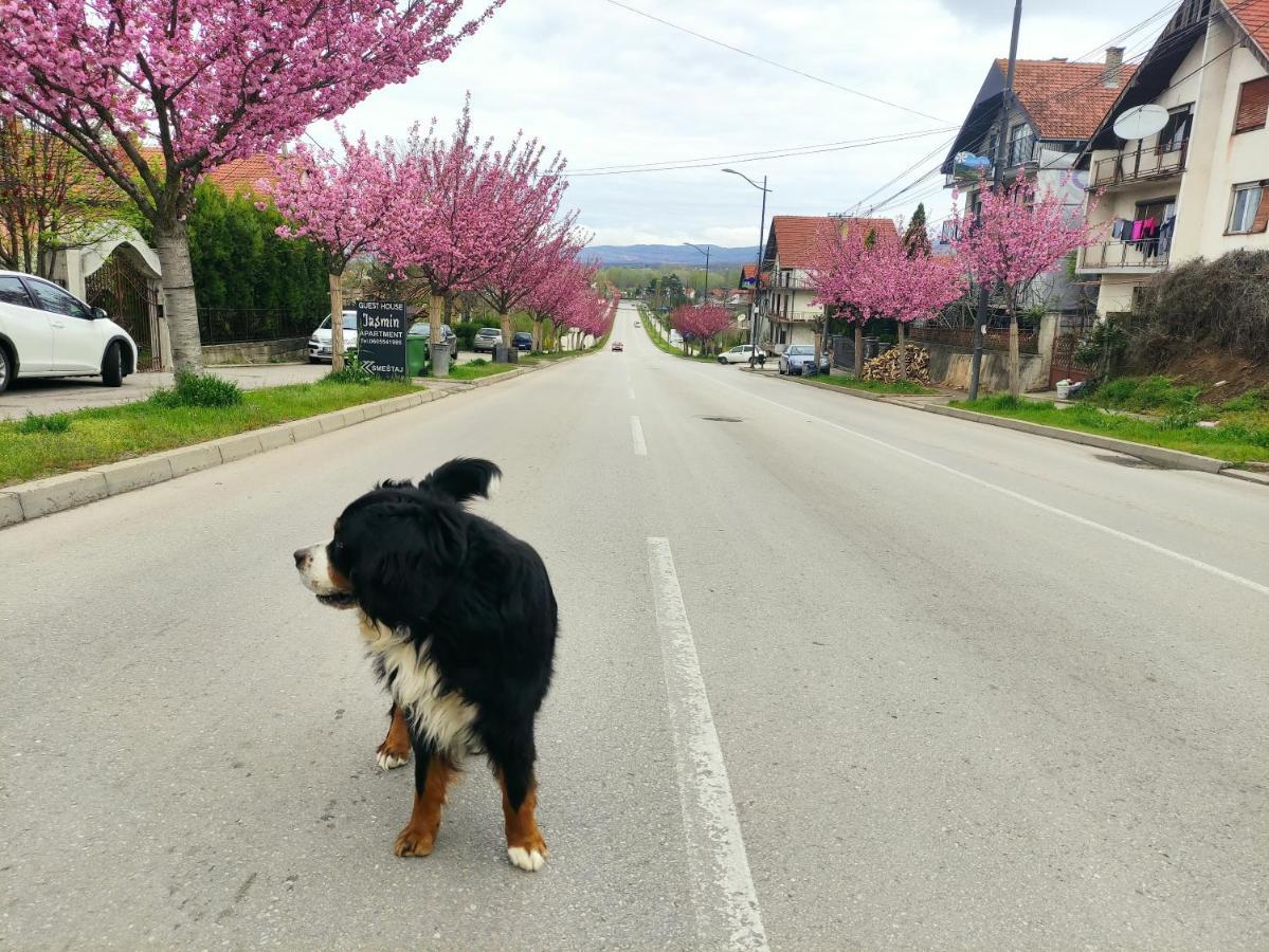 Pansion Velickovic Daire Niska Banja Dış mekan fotoğraf